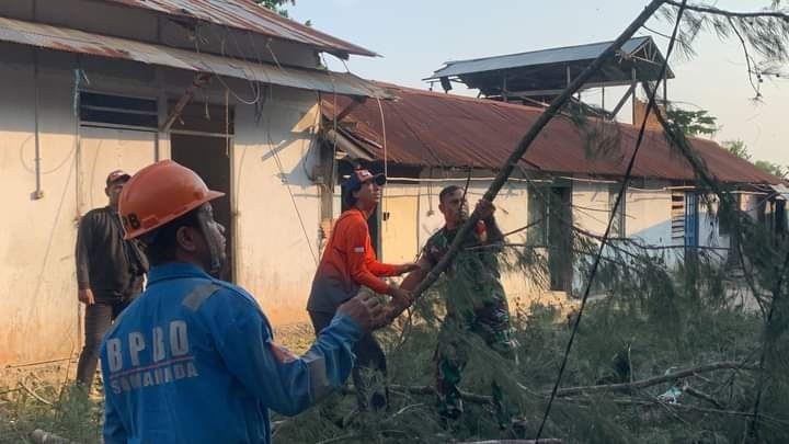 Pohon Cemara Tumbang